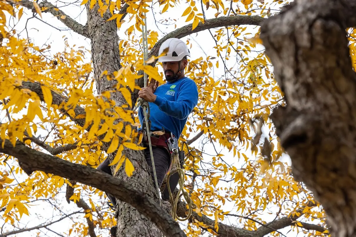 Skilled Tree Trimming crew working in Kalaupapa